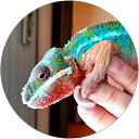 Rodrigo profile picture